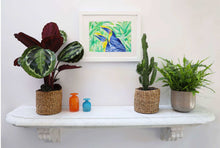 Charger l'image dans la galerie, TOUCAN SWAINSON CHILLIN