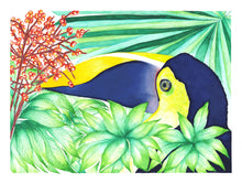 Charger l'image dans la galerie, TOUCAN SWAINSON SOLO